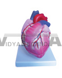 The dissection model of heart